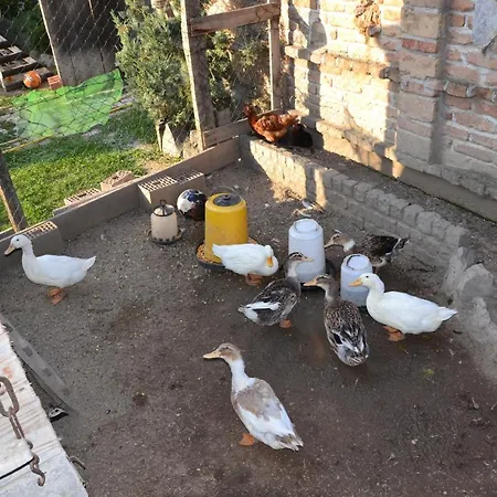 Мотель Srpsko Andrejevo Selo